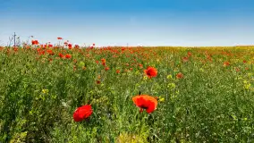 Makowe, mazurskie, czerwone pola, czerwiec 2023 r. - zdjęcie 45