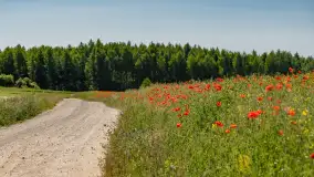 Makowe, mazurskie, czerwone pola, czerwiec 2023 r. - zdjęcie 8