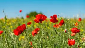 Makowe, mazurskie, czerwone pola, czerwiec 2023 r. - zdjęcie 32