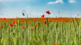 Makowe, mazurskie, czerwone pola, czerwiec 2023 r. - zdjęcie 23