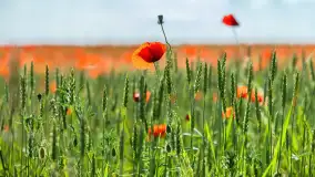 Makowe, mazurskie, czerwone pola, czerwiec 2023 r. - zdjęcie 1