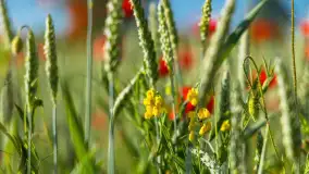 Makowe, mazurskie, czerwone pola, czerwiec 2023 r. - zdjęcie 37