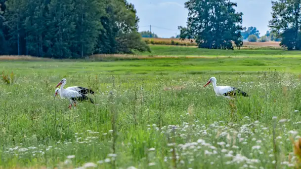 Bociany na wopławskiej łące, lipiec 2023 r. - zdjęcie 1