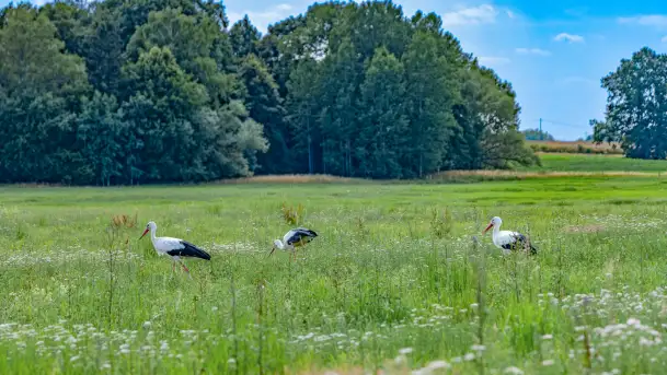 Bociany na wopławskiej łące, lipiec 2023 r. - zdjęcie 5