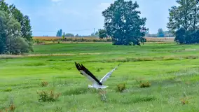 Bociany na wopławskiej łące, lipiec 2023 r. - zdjęcie 9