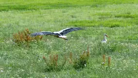 Bociany na wopławskiej łące, lipiec 2023 r. - zdjęcie 12