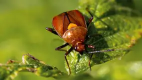 Najmniejsi mieszkańcu Mazur w naszym obiektywie, lipiec 2023 r. - zdjęcie 25