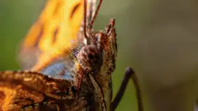 Najmniejsi mieszkańcu Mazur w naszym obiektywie, lipiec 2023 r. - zdjęcie 29