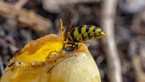 Najmniejsi mieszkańcu Mazur w naszym obiektywie, lipiec 2023 r. - zdjęcie 22