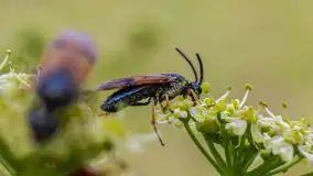 Najmniejsi mieszkańcu Mazur w naszym obiektywie, lipiec 2023 r. - zdjęcie 12