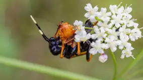 Najmniejsi mieszkańcu Mazur w naszym obiektywie, lipiec 2023 r. - zdjęcie 44