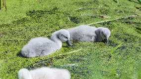 Łabędzie są nieodzownym elementem Mazur - zdjęcie 15