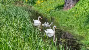 Łabędzie są nieodzownym elementem Mazur - zdjęcie 7