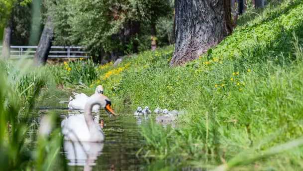 Łabędzie są nieodzownym elementem Mazur
