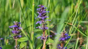 Zachód słońca nad jeziorem Dejgunek, maj 2023 r. - zdjęcie 4