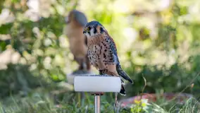 Festiwal Kultury Średniowiecza Masuria 2023 - fotorelacja - zdjęcie 28