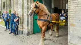 Fotorelacja z czempionatu w Stadzie Ogierów w Kętrzynie, lipiec 2023 - zdjęcie 48
