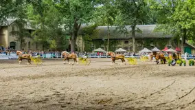Fotorelacja z czempionatu w Stadzie Ogierów w Kętrzynie, lipiec 2023 - zdjęcie 40