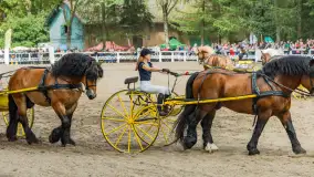 Fotorelacja z czempionatu w Stadzie Ogierów w Kętrzynie, lipiec 2023 - zdjęcie 21