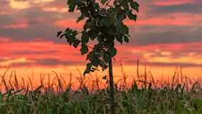 Zachód słońca w okolicach Wopławek i Kętrzyna - zdjęcie 22