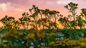 Zachód słońca w okolicach Wopławek i Kętrzyna - zdjęcie 4