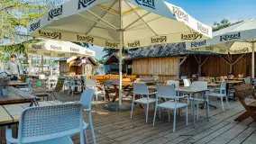 Poranek w tle dla Mew, sierpień 2023 r. - zdjęcie 2