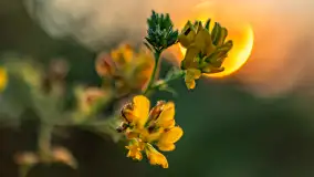 Wschód słońca we wsi Pożarki, wrzesień 2023 r. - zdjęcie 4