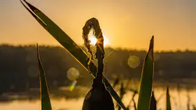 Wschód słońca nad jeziorem Iławki - zdjęcie 32