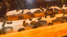 46 Międzynarodowy Jarmark Folkloru 2023 - fotorelacja - zdjęcie 18