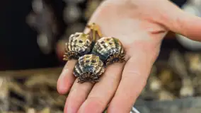 46 Międzynarodowy Jarmark Folkloru 2023 - fotorelacja - zdjęcie 63