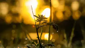 Przyrodniczy wschód słońca nad jeziorem Mażańskie - zdjęcie 18