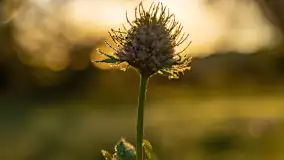 Przyrodniczy wschód słońca nad jeziorem Mażańskie - zdjęcie 31