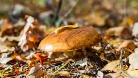 Magia mazurskiej jesieni nad jeziorem Wesołek, listopad 2023 r. - zdjęcie 34