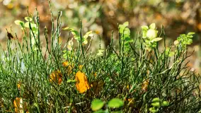 Magia mazurskiej jesieni nad jeziorem Wesołek, listopad 2023 r. - zdjęcie 42