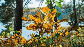 Magia mazurskiej jesieni nad jeziorem Wesołek, listopad 2023 r. - zdjęcie 17