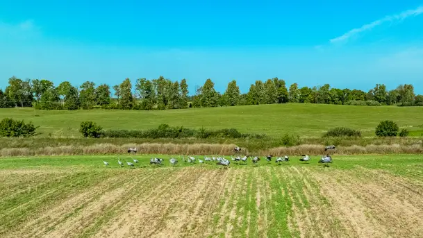 Żurawi sejmik na początku września przy jeziorze Tajty - zdjęcie 2
