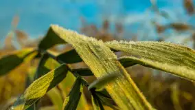 Wschód słońca nad jeziorem Dobskim, listopad 2023 r. - zdjęcie 48