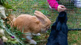 Fotorelacja ze Święta Ziemniaka w Mazurskim raju, październik 2023 r. - zdjęcie 31
