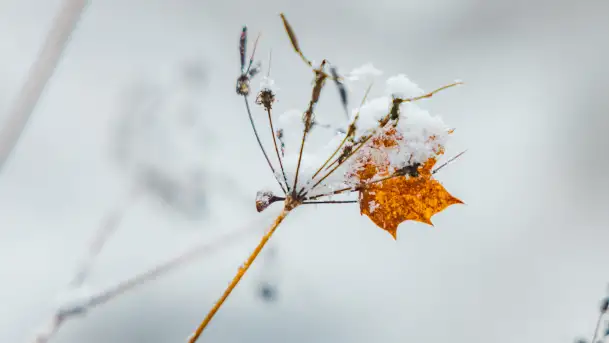 Zwalony most w Kruklankach w zimowej scenerii... bez słońca, listopad 2023 r. - zdjęcie 11