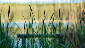 Wiosna w lesie przy Nowym Harszu, maj 2023 r. - zdjęcie 4