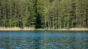 Wiosna w lesie przy Nowym Harszu, maj 2023 r. - zdjęcie 12