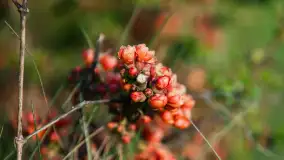 Wiosna w lesie przy Nowym Harszu, maj 2023 r. - zdjęcie 9