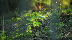 Wiosna w lesie przy Nowym Harszu, maj 2023 r. - zdjęcie 7