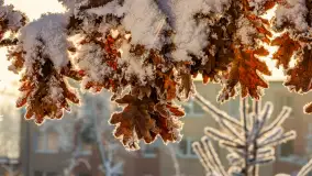 Zimowy poranek w okolicach Wopławek k/Kętrzyna - zdjęcie 15