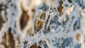 Zimowy poranek w okolicach Wopławek k/Kętrzyna - zdjęcie 41