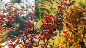 Jesień w Mazurskim Raju nad jeziorem Bełdany, listopad 2023 r. - zdjęcie 17