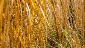 Jesień w Mazurskim Raju nad jeziorem Bełdany, listopad 2023 r. - zdjęcie 29