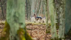 Zwierzęta i ptaki na zdjęciach z szuflady, 2023 rok - zdjęcie 38