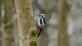 Zwierzęta i ptaki na zdjęciach z szuflady, 2023 rok - zdjęcie 2