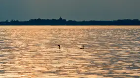 Zwierzęta i ptaki na zdjęciach z szuflady, 2023 rok - zdjęcie 6